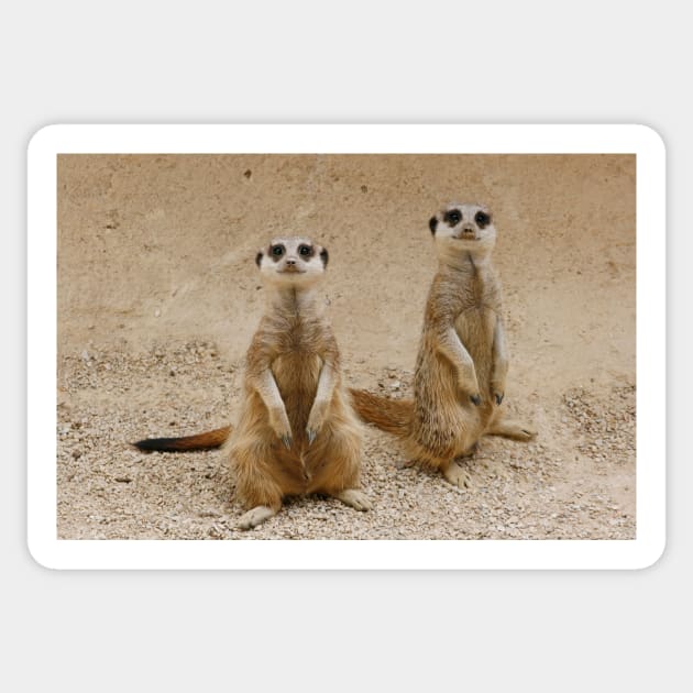 Meerkat, suricata suricata Sticker by jwwallace